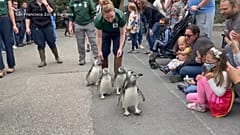 Der Marsch der Magellanpinguine 