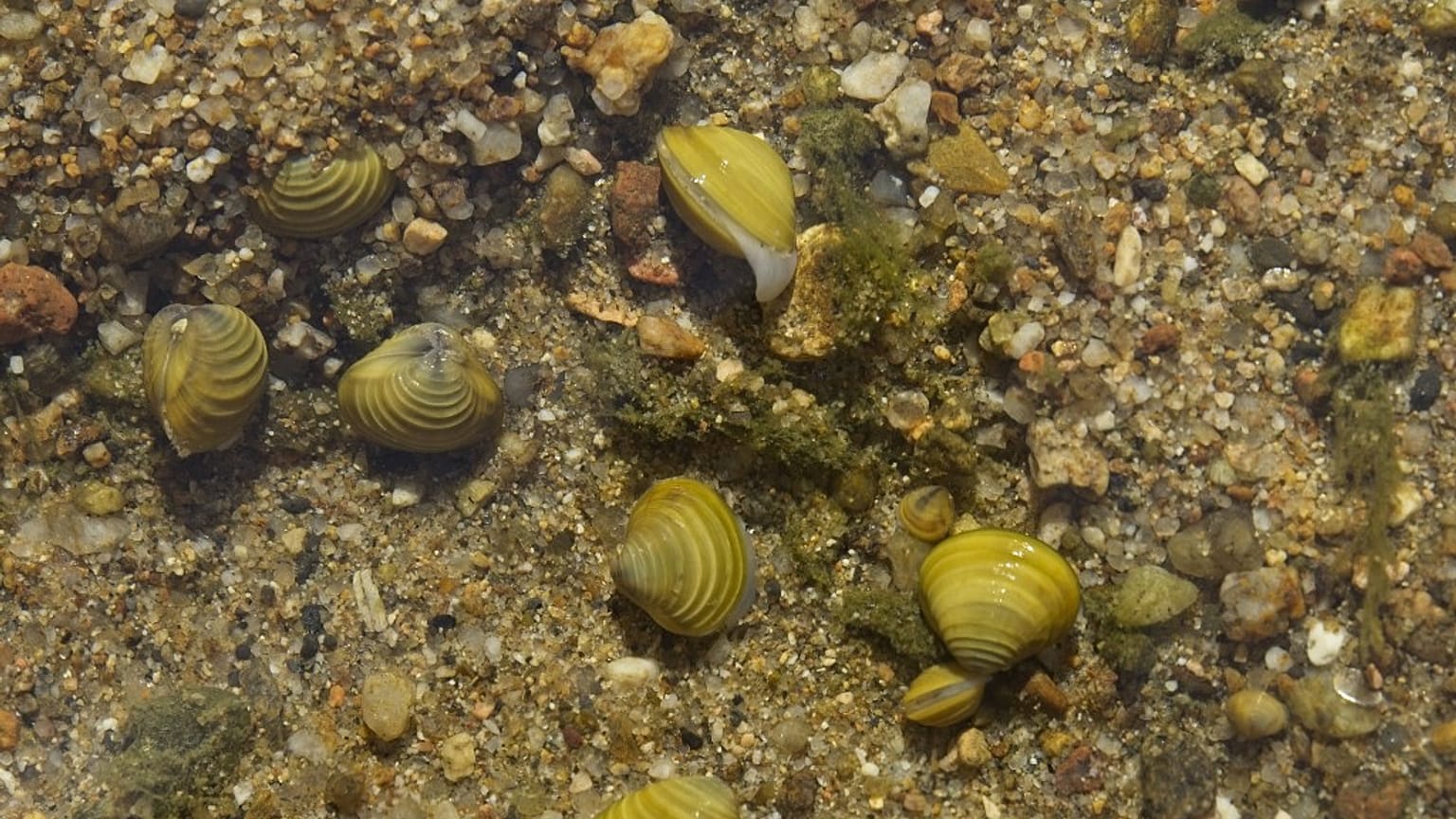 Jeunes corbicules dans le lit de la Loire, 27/07/2022