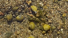 Jeunes corbicules dans le lit de la Loire, 27/07/2022