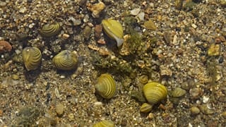 Jeunes corbicules dans le lit de la Loire, 27/07/2022