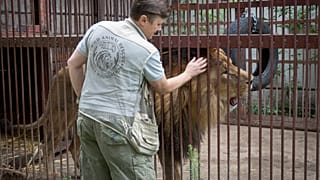 Волонтёр в питомнике в Киевской области гладит льва, спасённого в Донбассе.