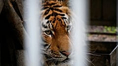 Tiger wie dieser werden in der Ukraine seit Kriegsbeginn häufig zurückgelassen
