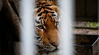 Tigris a mariupoli állatkertben 2022. május 18-án - KÉPÜNK ILLUSZTRÁCIÓ