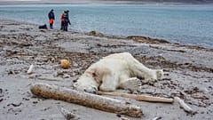 Archives : cadavre d'un ours blanc dans l'archipel norvégien de Svalbard (océan Arctique), le 28/07/2018