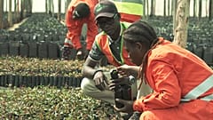 Zartes Pflänzchen, große Hoffnung - Angola forstet auf 