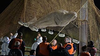 Beluga