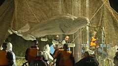 Der in der Seine gestrandete Belugawal wurde aus dem Fluss geholt
