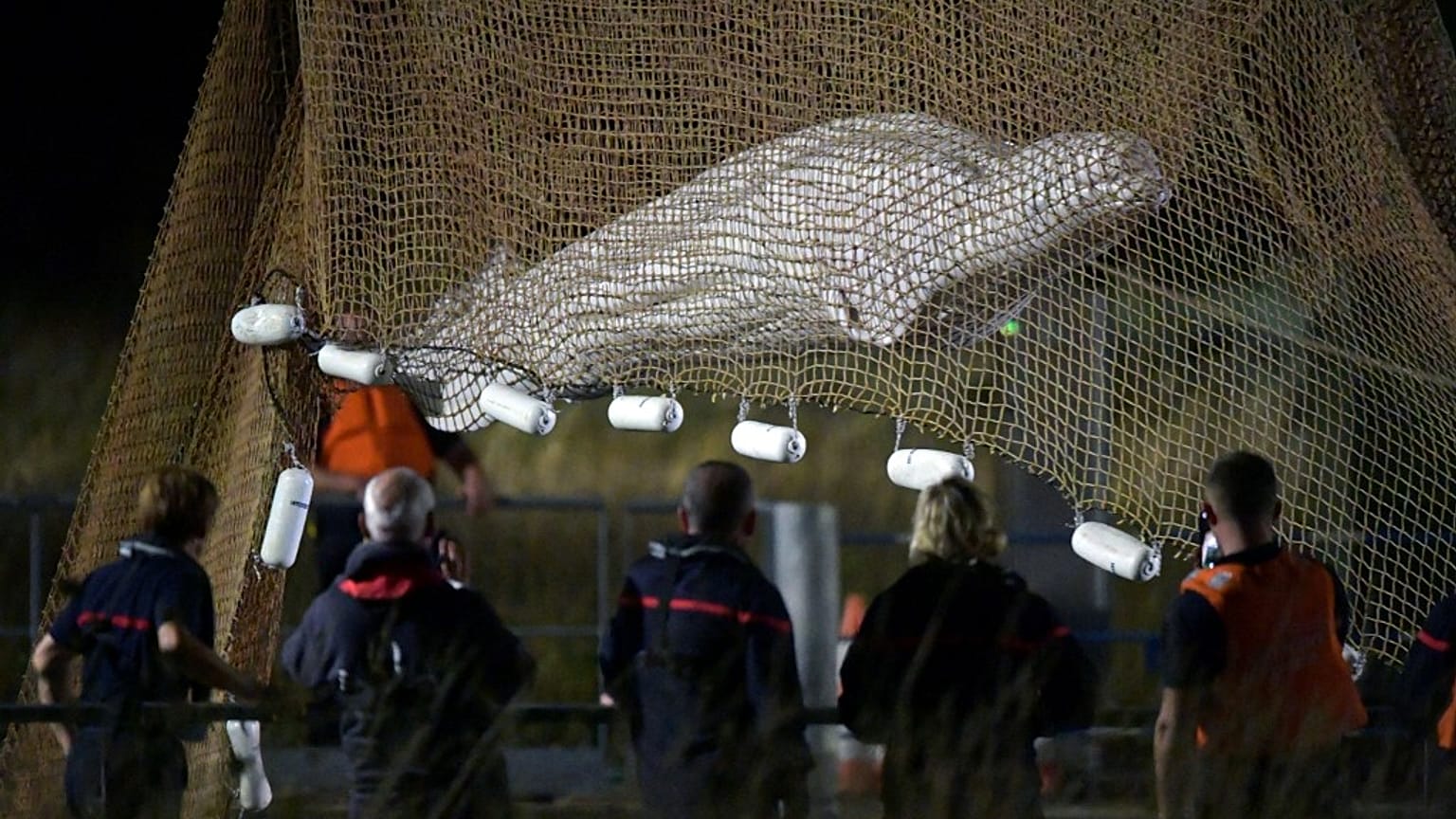 Beluga rescue operation in France 