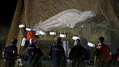 Beluga rescue operation in France 