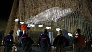 Beluga rescue operation in France