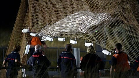 Beluga rescue operation in France 