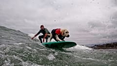 Rosie the dog competes at the World Dog Surfing Championships in Pacifica, California with her owner