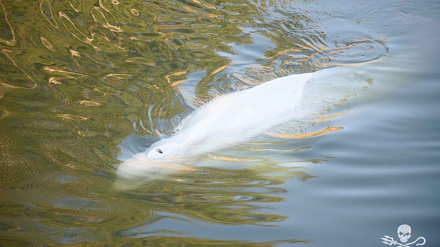 A fehér delfin a Szajnában