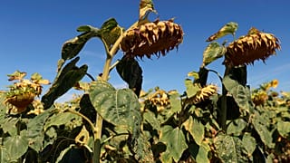 Tournesols durant la canicule, dans le sud de Paris, le 08/08/2022