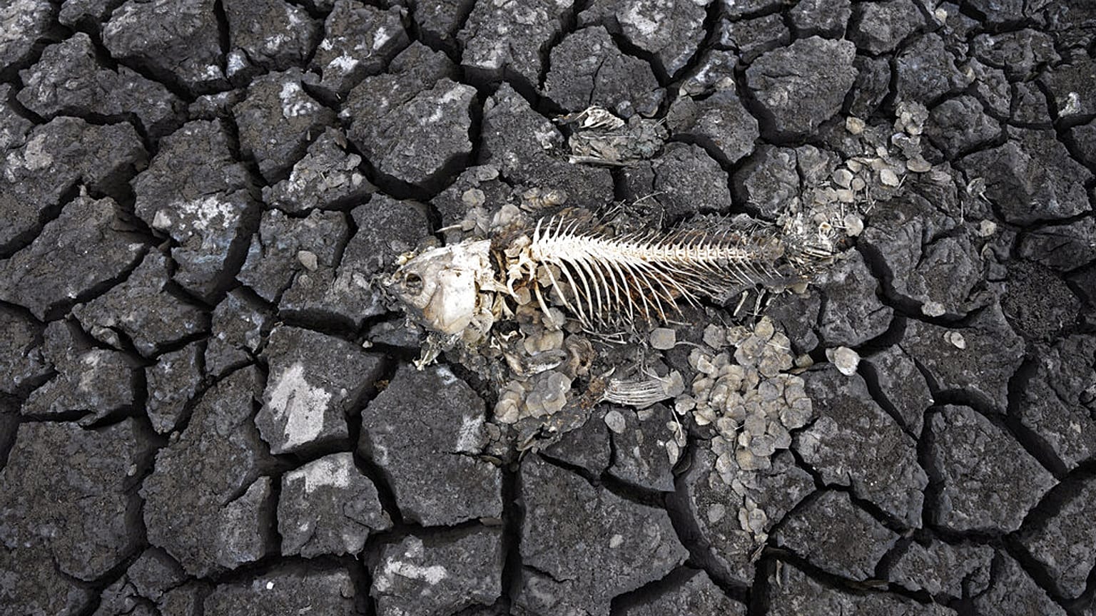 Ein Fischskelett auf der rissigen Erde eines trockenen Seegrundes in der Nähe des Dorfes Conoplja, 150 Kilometer nordwestlich von Belgrad, Serbien, 9. August 2022