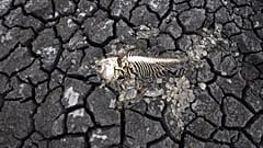 Ein Fischskelett auf der rissigen Erde eines trockenen Seegrundes in der Nähe des Dorfes Conoplja, 150 Kilometer nordwestlich von Belgrad, Serbien, 9. August 2022