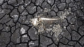 Ein Fischskelett auf der rissigen Erde eines trockenen Seegrundes in der Nähe des Dorfes Conoplja, 150 Kilometer nordwestlich von Belgrad, Serbien, 9. August 2022