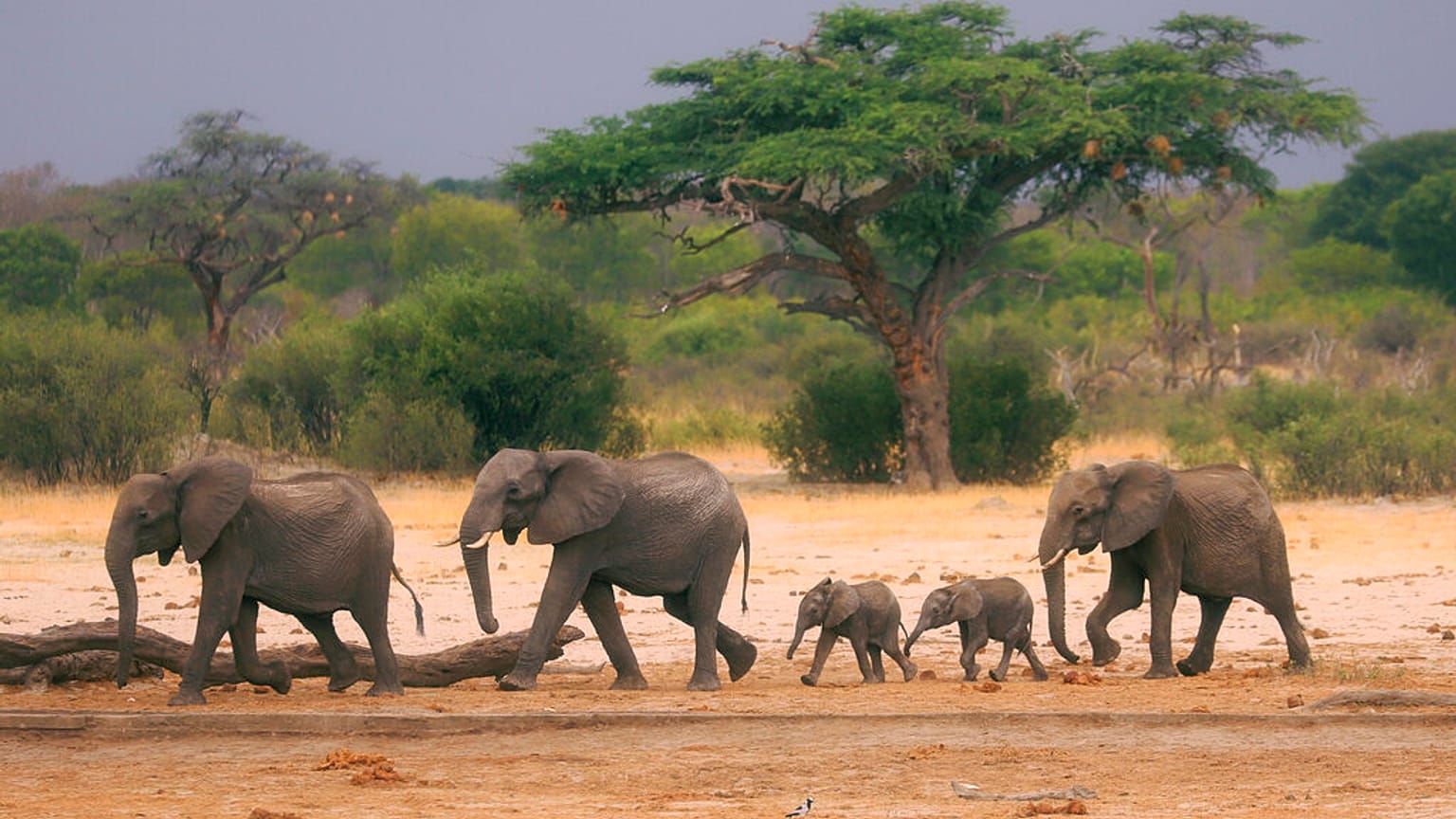 Elefanten in Afrika