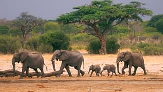 Elefanten in Afrika