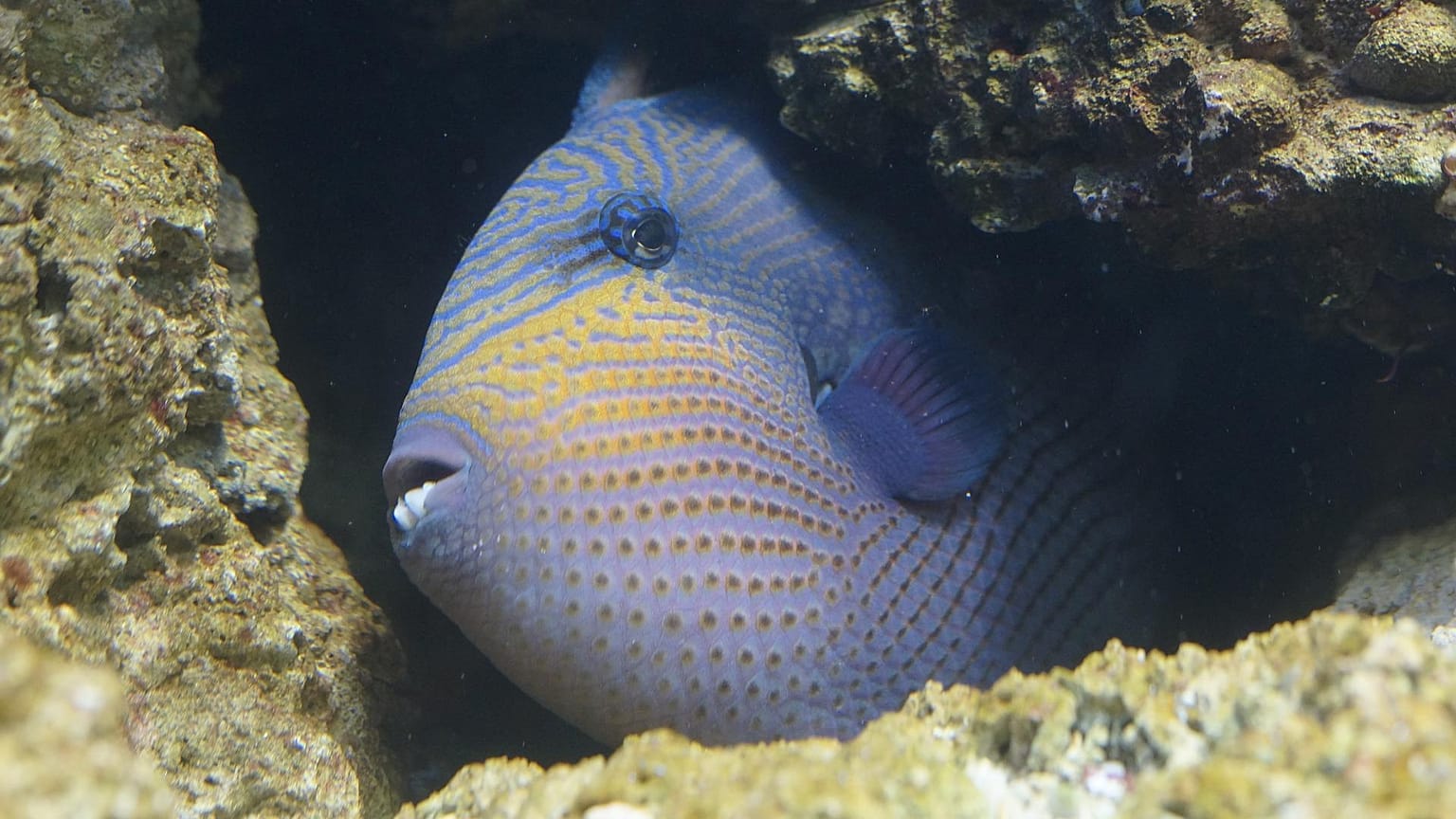 Drückerfisch