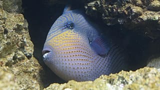 Drückerfisch