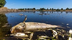 Tote Fische in der Oder