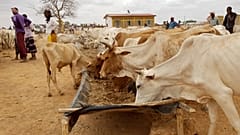 Die Wasserknappheit in Marokko bedroht auch die Landwirtschaft