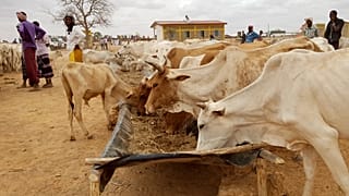 Die Wasserknappheit in Marokko bedroht auch die Landwirtschaft