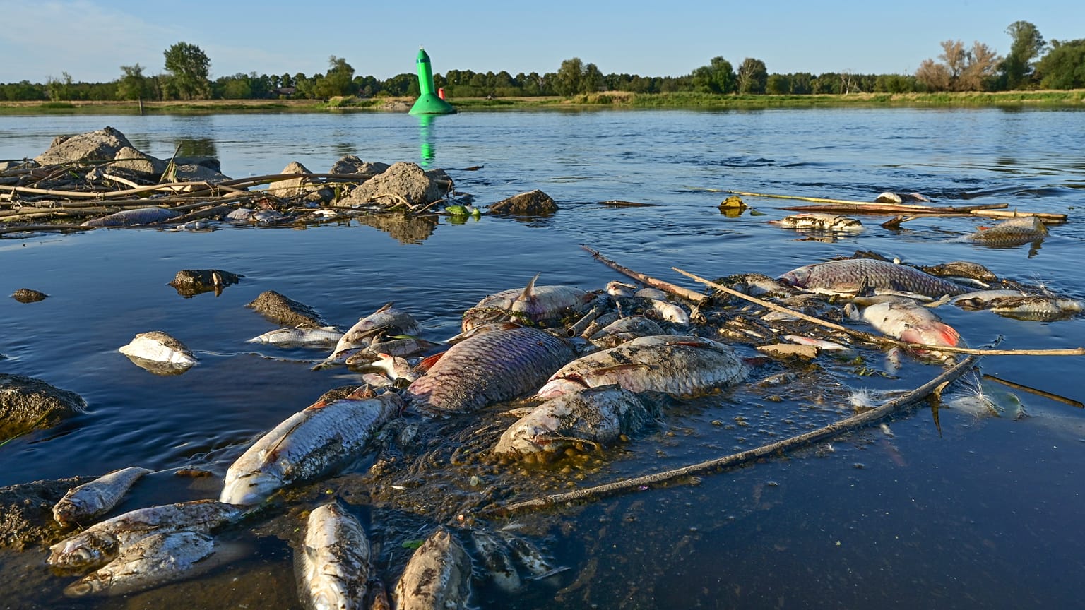 Peces muertos en el río Oder, en la frontera entre Polonia y Alemania