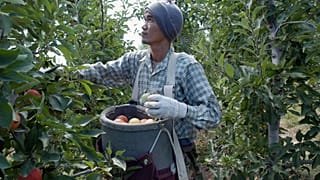 Egy thaiföldi mezőgazdasági munkás a szövetségi vendégmunkás program keretében, 2005. augusztus 29-én, hétfőn a Washingtoni Wapato városában lévő Valley Fruit Orchards számára