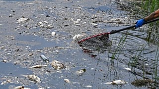 Volunteers recover dead fish from the water of the German-Polish border river Oder in Lebus, eastern Germanny, Saturday, Aug. 13, 2022.