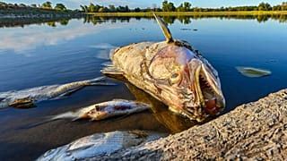 Poisson mort sur la berge de la rivière Oder, le 13 août 2022