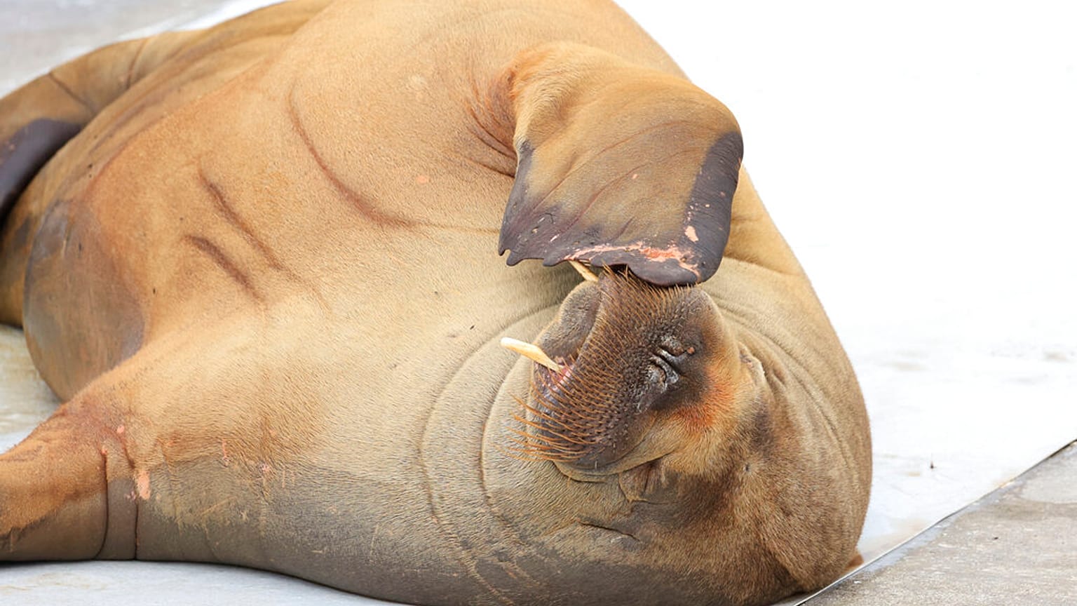 A walrus named Freya at the waterfront in Frognerstranda in Oslo, Norway, Monday July 18, 2022.