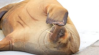 A walrus named Freya at the waterfront in Frognerstranda in Oslo, Norway, Monday July 18, 2022.