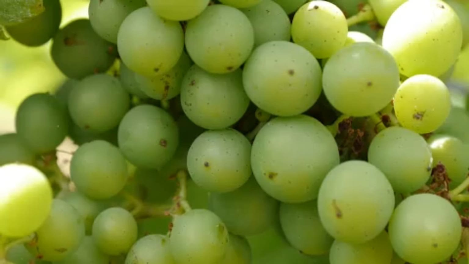 Parola d'ordine (in inglese): wine!