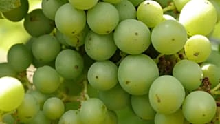 Parola d'ordine (in inglese): wine!