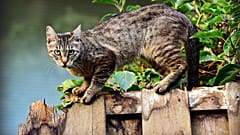 Cats in Walldorf were only allowed out while accompanied and on a leash