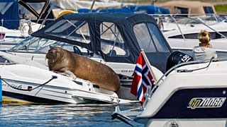 Freya the walrus sitting on a boat in Frognerkilen in Oslo, Norway.