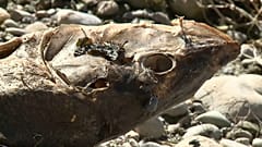 Algunas especies de peces pueden desaparecer definitivamente debido a la extrema sequía que azota a Europa.