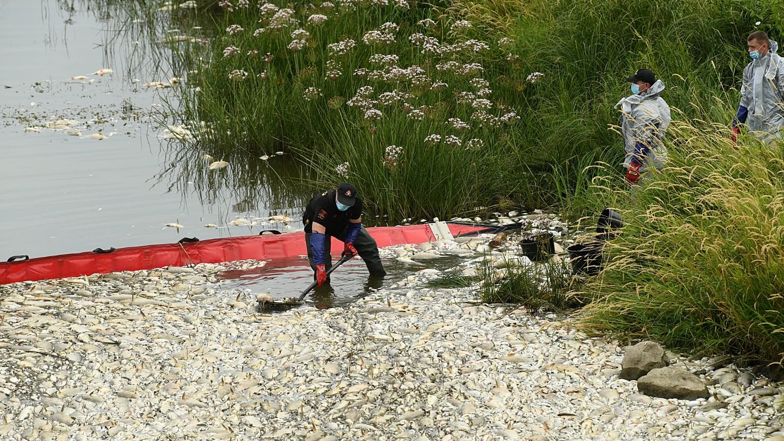 The culprit behind the ‘mass death sentence’ for the Oder River’s fish is still a mystery.