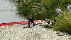 The culprit behind the ‘mass death sentence’ for the Oder River’s fish is still a mystery.