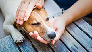 A dog in France caught monkeypox from its owner. Is transmission to our pets something to worry about?