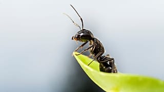 A new study has found that ants can protect crops from pests.