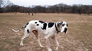 Dane dog - eine Deutsche Dogge - Symbolbild
