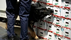 Drogen-Spürhund bei der Arbeit