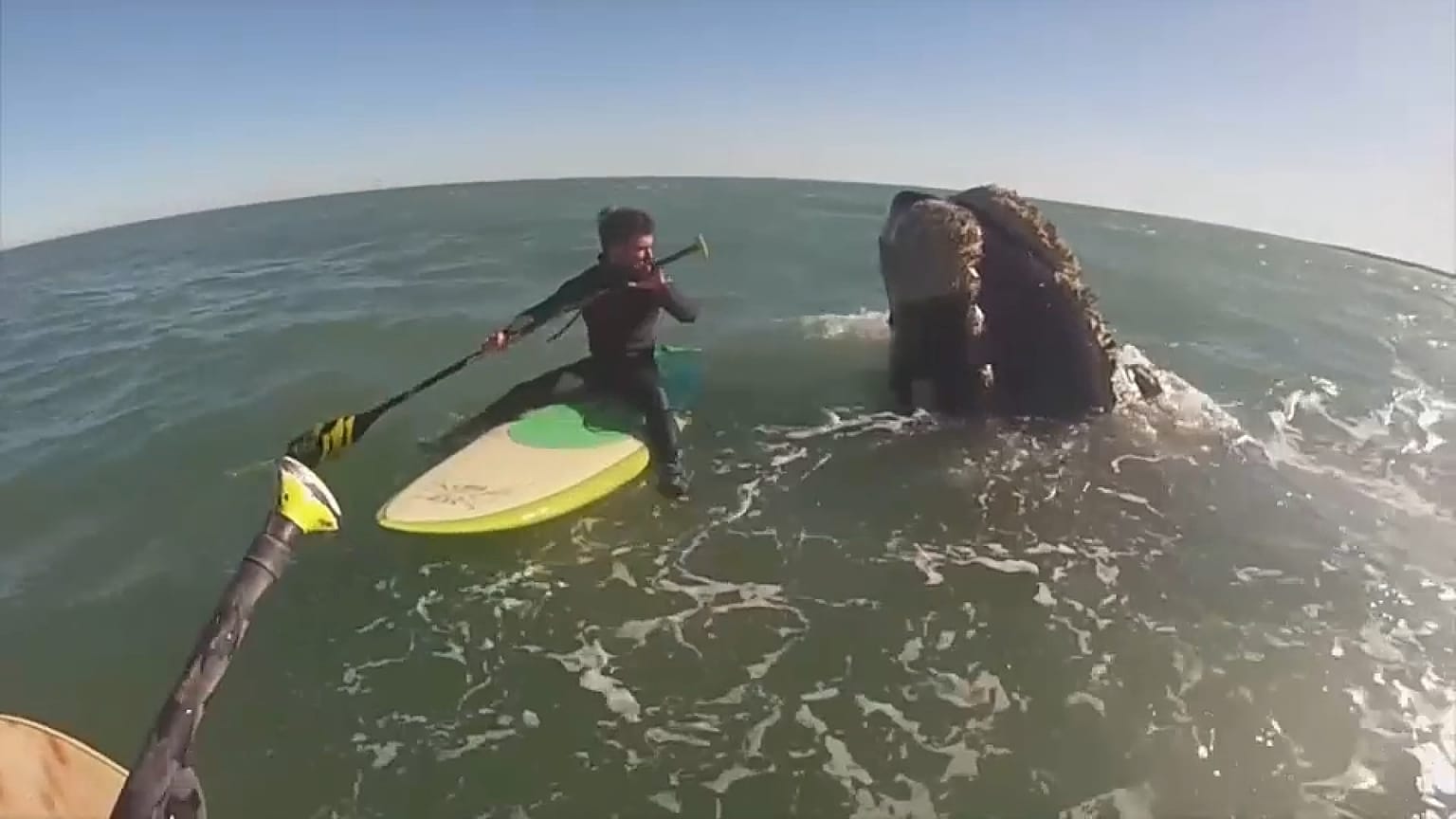 Pendant près d'une heure, Valentin Villalba et Diego Shulz ont été encerclés par 12 baleines.