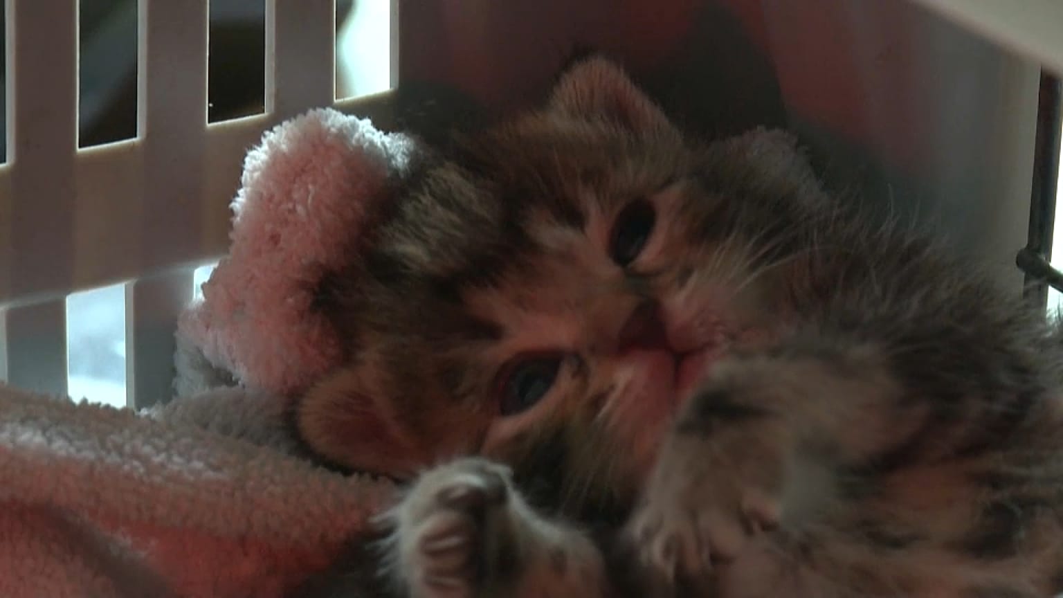 Foto d'archivio di un gatto