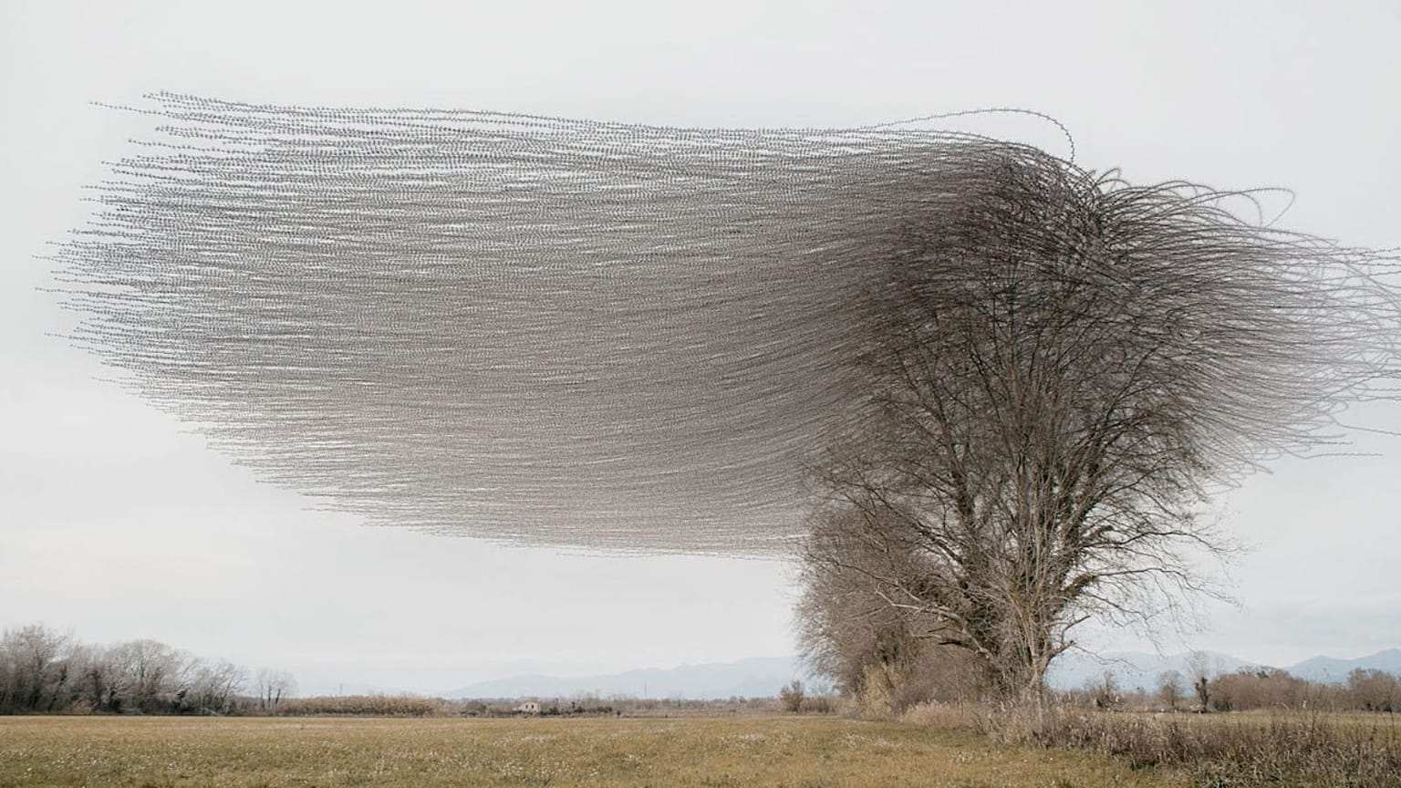Flight paths of starlings.