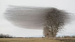 Flight paths of starlings.