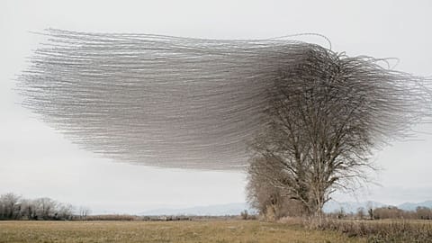 Flight paths of starlings.